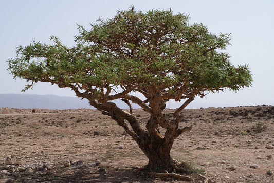 Indian Frankincense Tincture (Boswellia serrata)