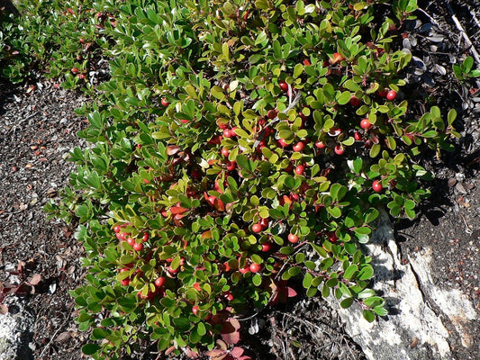 Bearberry Tincture (Arctostaphylos uva-ursi)