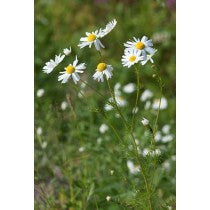 Chamomile Dried Herb (Matricaria recutita)