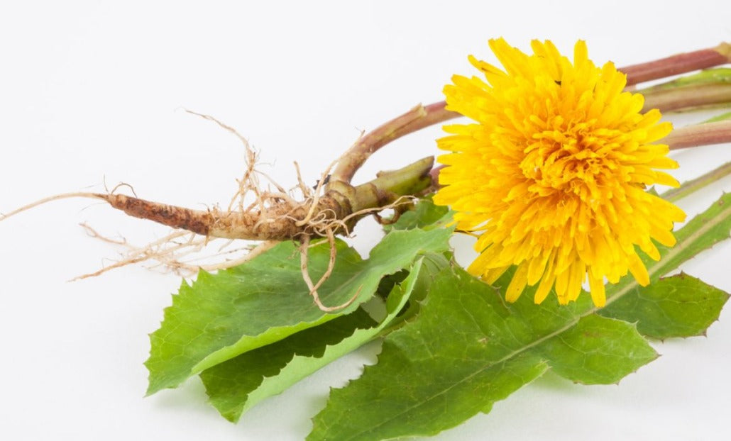 Dandelion Root Tincture (Taraxacum officinale)