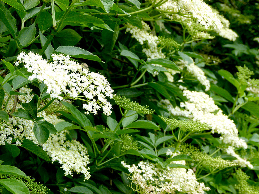 Elderflower Tincture (Sambucus nigra)