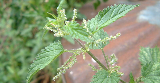 Nettle Seed Tincture (Urtica dioica)