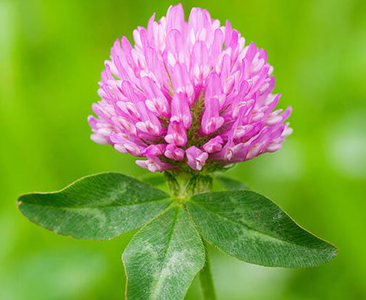 Red Clover Tincture (Trifolium pratense)