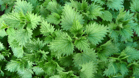 Nettle Leaf Tincture (Urtica dioica)