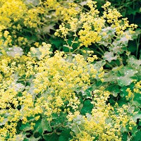 Lady's Mantle Tincture (Alchemilla vulgaris)