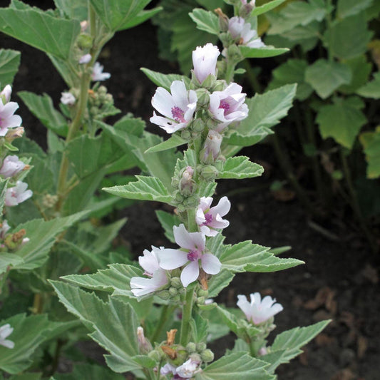 Marshmallow Root Tincture (Althaea officinalis radix)