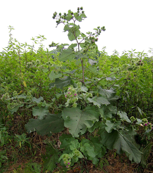 Burdock Root Tincture (Arctium lappa)