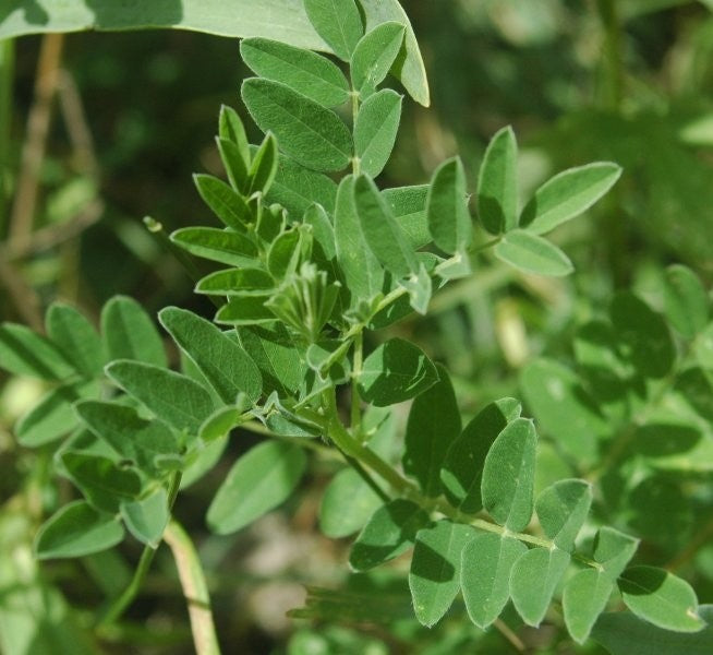 Astragalus Tincture (Astragalus membranaceus)