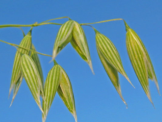 Oat Seed Tincture (Avena sativa)