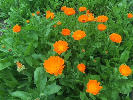 Marigold 25% Tincture (Calendula officinalis)