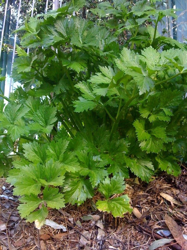 Celery Seed Tincture (Apium graveolens) 1:3 60%