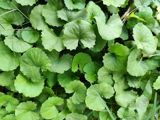 Gotu Kola Tincture (Centella asiatica)