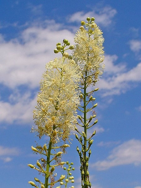 Black Cohosh Tincture (Cimicifuga racemosa)