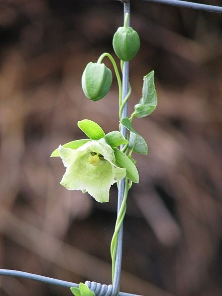 Dangshen Tincture (Codonopsis pilosula)