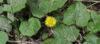 Coltsfoot Leaf Tincture (Tussilago farfara)