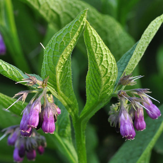 Comfrey Leaf Tincture (Symphytum officinale)