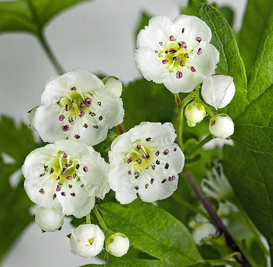 Hawthorn Leaf & Flower Tincture (Crataegus laevigata)