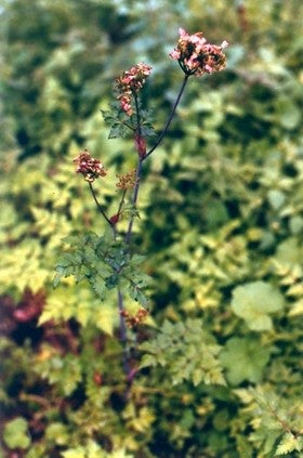 Chinese Angelica Tincture (Angelica sinensis)