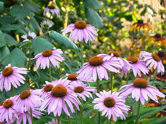 Echinacea Tincture (Echinacea angustifolia)