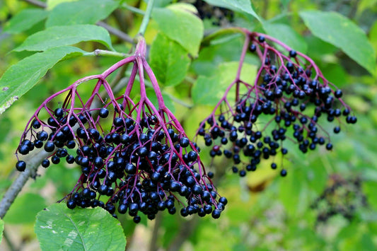 Sambucus nigra fruct (GLYCERITE) Elderberry Glycerite