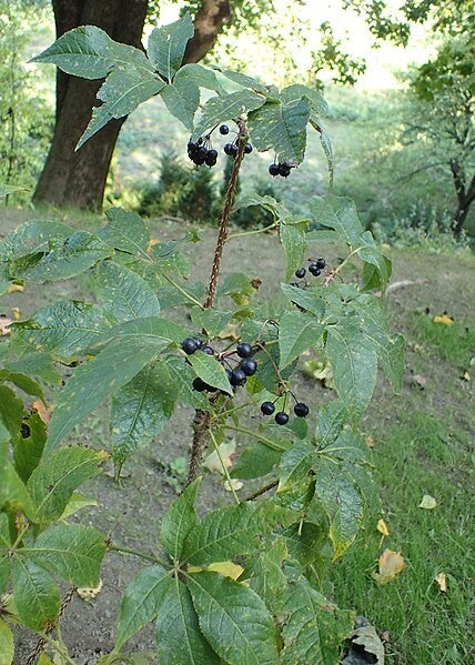 Siberian Ginseng Tincture (Eleutherococcus senticosus)