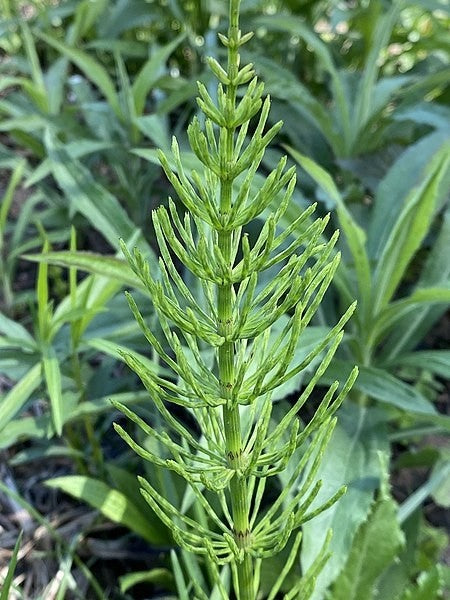 Horsetail Tincture (Equisetum arvense)