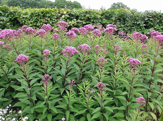 Gravel Root Tincture (Eupatorium purpureum)