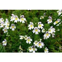 Eyebright Tincture (Euphrasia officinalis)