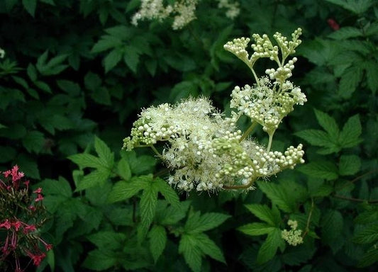 Meadowsweet Tincture (Filipendula ulmaria)