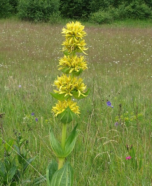 Gentian Tincture (Gentiana lutea)