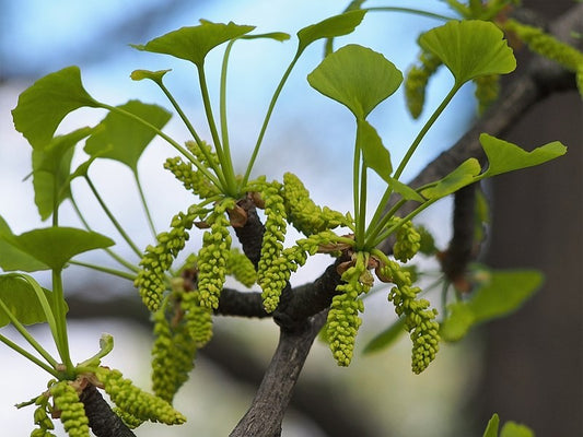 Ginkgo Tincture (Ginkgo biloba)