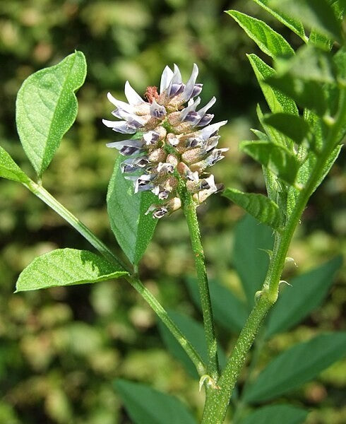 Liquorice Root Tincture (Glycyrrhiza glabra)