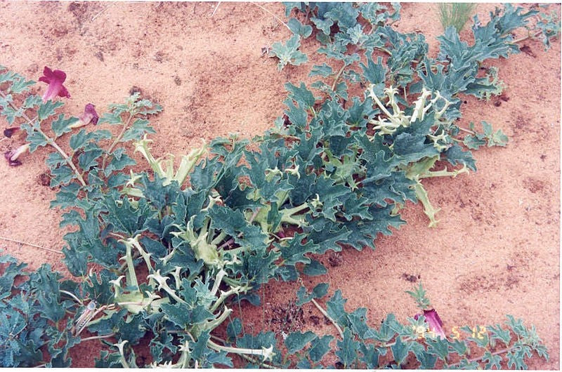 Devil's Claw Tincture (Harpagophytum procumbens)