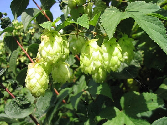 Hops Strobile Tincture (Humulus lupulus) Exco