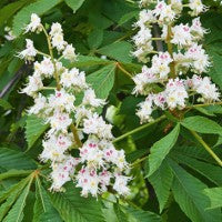 Horse Chestnut Tincture (Aesculus hippocastanum)