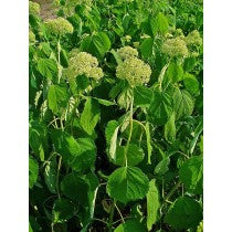 Hydrangea Tincture (Hydrangea arborescens)