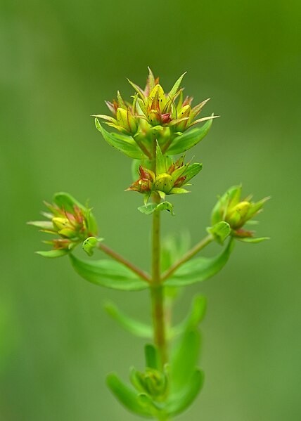 St John's Wort Tincture (Hypericum perforatum)