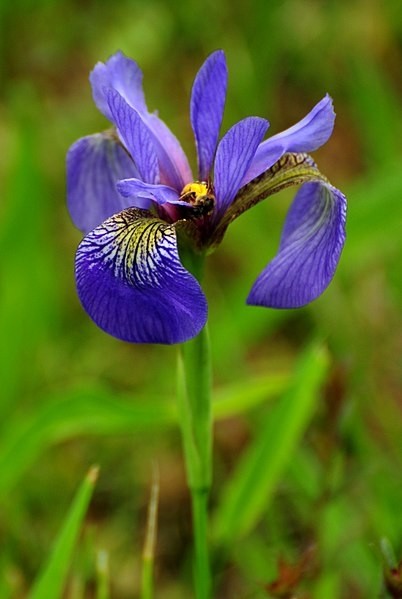 Blue Flag Tincture (Iris versicolor)