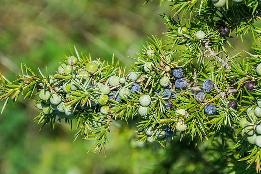 Juniper Berry Tincture (Juniperus communis)