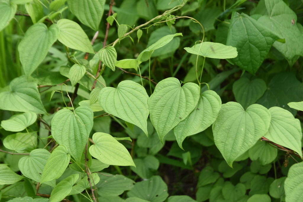 Wild Yam Tincture (Dioscorea villosa)