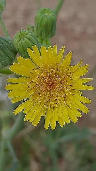 Wild Lettuce Tincture (Lactuca virosa)