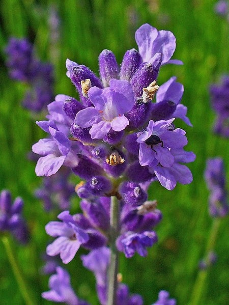 Lavender Flowers Tincture (Lavendula officinalis)