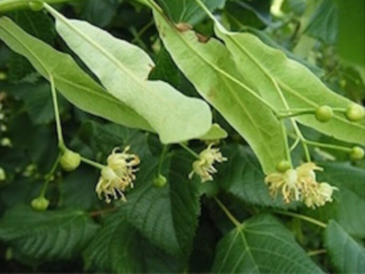 Lime Flower Tincture (Tilia europaea)