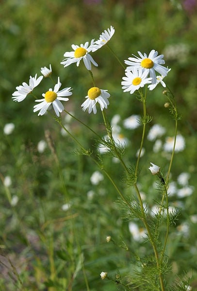 German Chamomile Tincture (Matricaria recutita)