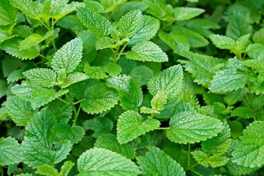 Lemon Balm Tincture (Melissa officinalis)