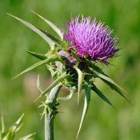 Milk Thistle Tincture (Silybum marianum)