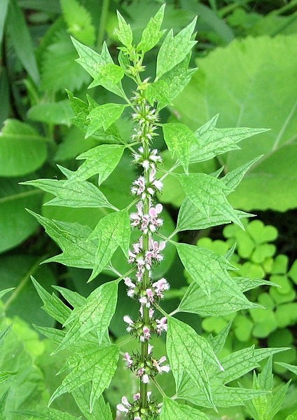 Motherwort Tincture (Leonurus cardiaca)