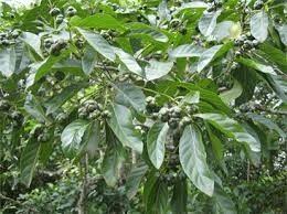 African Peach Root (Nauclea latifolia)