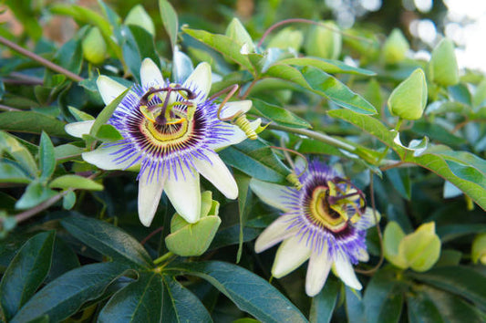 Passionflower Tincture (Passiflora incarnata)