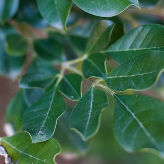 Pau D'Arco Bark Tincture (Tabebuia impetiginosa)